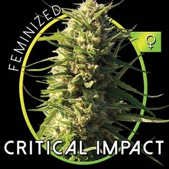 Critical Impact (Vision Seeds) Feminisoidut