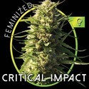 Critical Impact (Vision Seeds) Feminisoidut