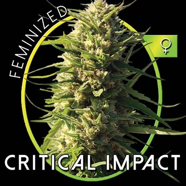 Critical Impact (Vision Seeds) Feminisoidut