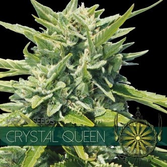 Crystal Queen (Vision Seeds) feminisoidut kannabiksen siemenet