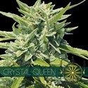 Crystal Queen (Vision Seeds) Feminisoidut