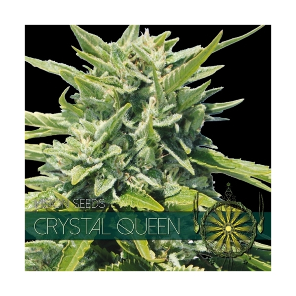 Crystal Queen (Vision Seeds) Feminisoidut