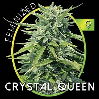 Crystal Queen (Vision Seeds) Feminisoidut