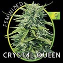Crystal Queen (Vision Seeds) Feminisoidut