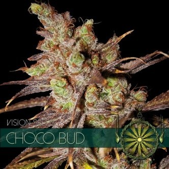 Choco Bud (Vision Seeds) feminisoidut