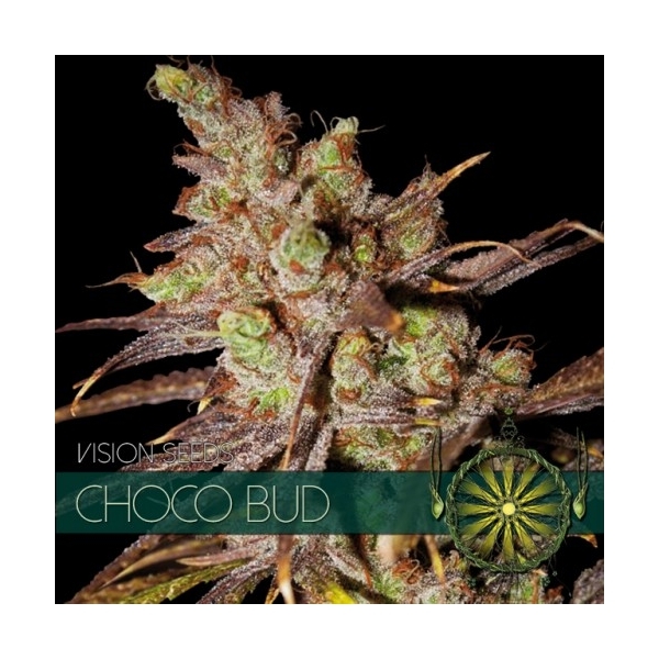 Choco Bud (Vision Seeds) Feminisoidut