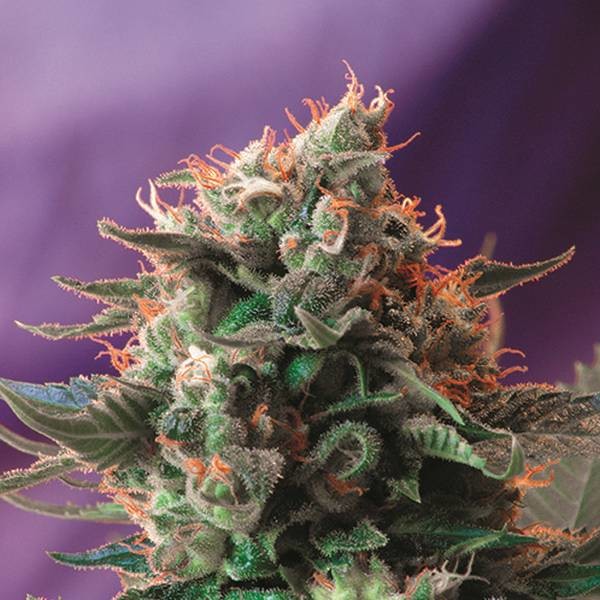 Jack 47 (Sweet Seeds) Feminisoidut