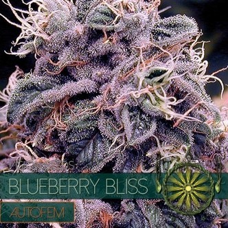 Blueberry Bliss Autoflower (Vision Seeds) feminisoitu