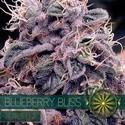 Blueberry Bliss Autoflower (Vision Seeds) Feminisoidut