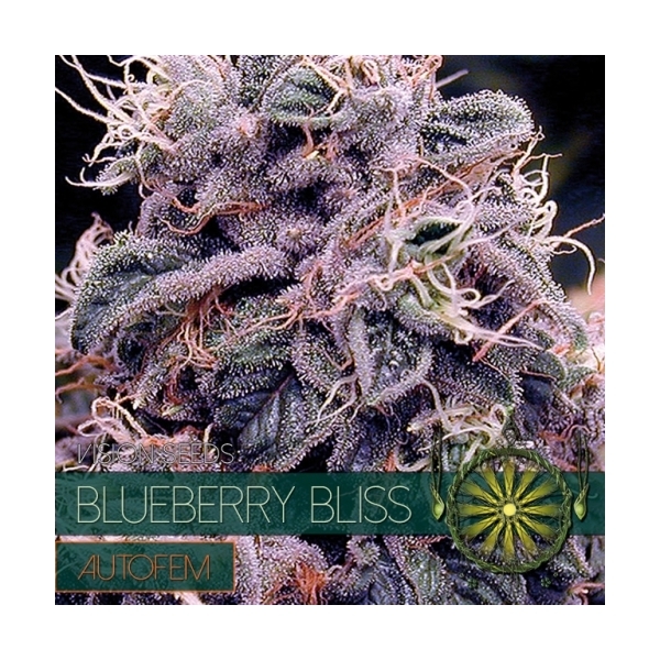 Blueberry Bliss Autoflower (Vision Seeds) Feminisoidut