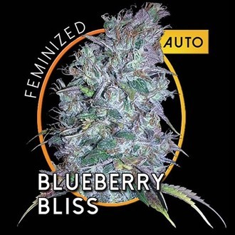 Blueberry Bliss Autoflower (Vision Seeds) Feminisoidut