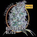 Blueberry Bliss Autoflower (Vision Seeds) Feminisoidut