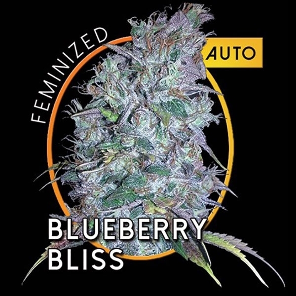 Blueberry Bliss Autoflower (Vision Seeds) Feminisoidut