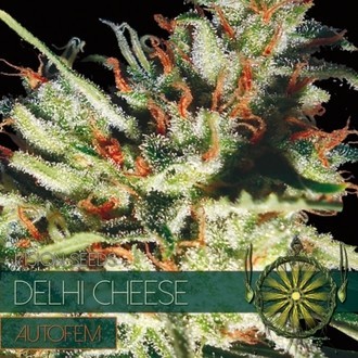 Delhi Cheese Autoflower (Vision Seeds) Feminisoidut