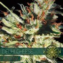 Delhi Cheese Autoflower (Vision Seeds) Feminisoidut