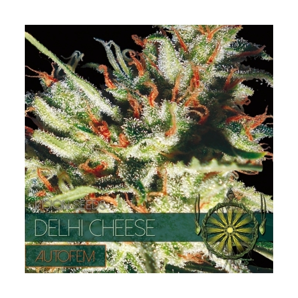 Delhi Cheese Autoflower (Vision Seeds) Feminisoidut