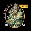 Delhi Cheese Autoflower (Vision Seeds) Feminisoidut