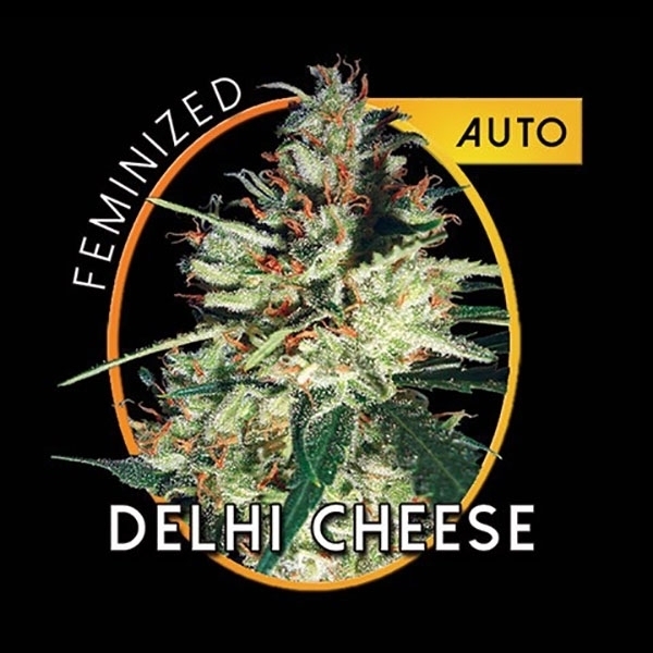 Delhi Cheese Autoflower (Vision Seeds) Feminisoidut
