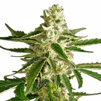 White Diesel Haze Automatic (White Label) feminisoidut kannabiksen siemenet