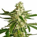 White Diesel Haze Autoflower (White Label) Feminisoidut