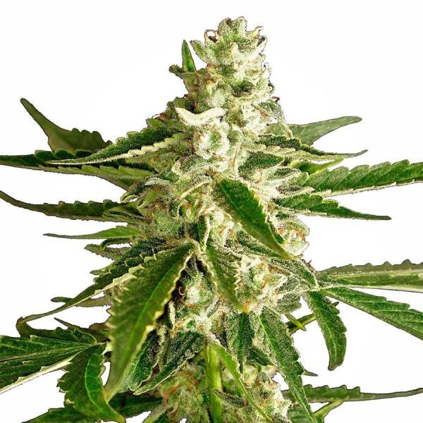 White Diesel Haze Autoflower (White Label) Feminisoidut
