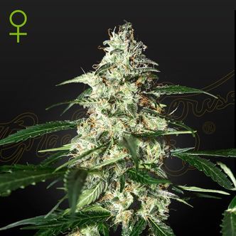 Skunk Autoflower (Strain Hunters) feminisoidut