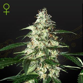 Skunk Autoflower (Strain Hunters) Feminisoidut
