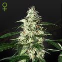 Skunk Autoflower (Strain Hunters) Feminisoidut