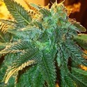 Alien OG (Cali Connection) feminizoidut