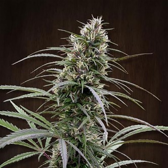 Congo (ACE Seeds) feminisoidut