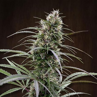 Congo (ACE Seeds) Feminisoidut