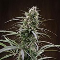Congo (ACE Seeds) Feminisoidut