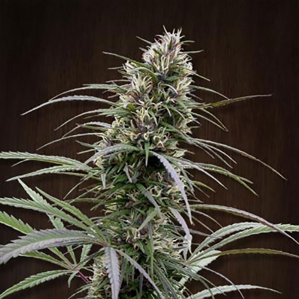 Congo (ACE Seeds) Feminisoidut