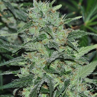 Malawi (ACE Seeds) Feminisoidut