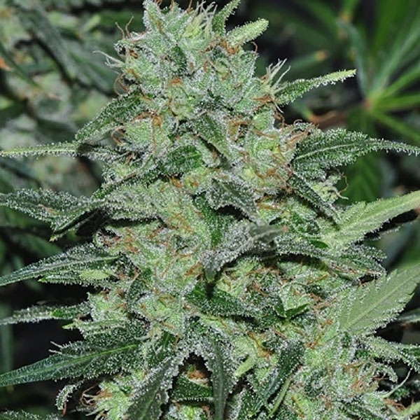 Malawi (ACE Seeds) Feminisoidut