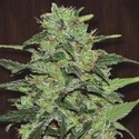 Malawi (ACE Seeds) Feminisoidut