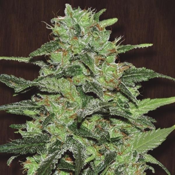 Malawi (ACE Seeds) Feminisoidut