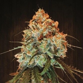 Golden Tiger (ACE Seeds) feminisoidut