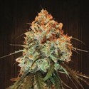 Golden Tiger (ACE Seeds) Feminisoidut