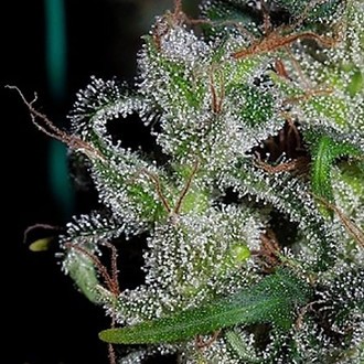 Zamaldelica (ACE Seeds) Feminisoidut