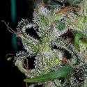 Zamaldelica (ACE Seeds) Feminisoidut