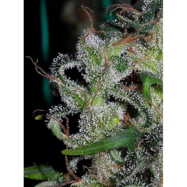 Zamaldelica (ACE Seeds) Feminisoidut