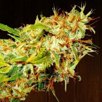 Zamaldelica (ACE Seeds) feminisoidut