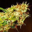 Zamaldelica (ACE Seeds) Feminisoidut