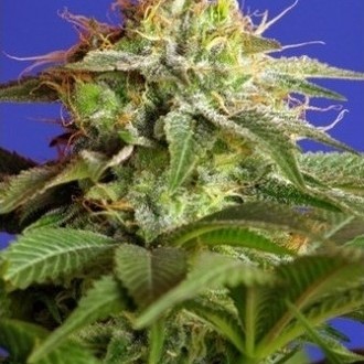 Green Poison (Sweet Seeds) Feminisoidut