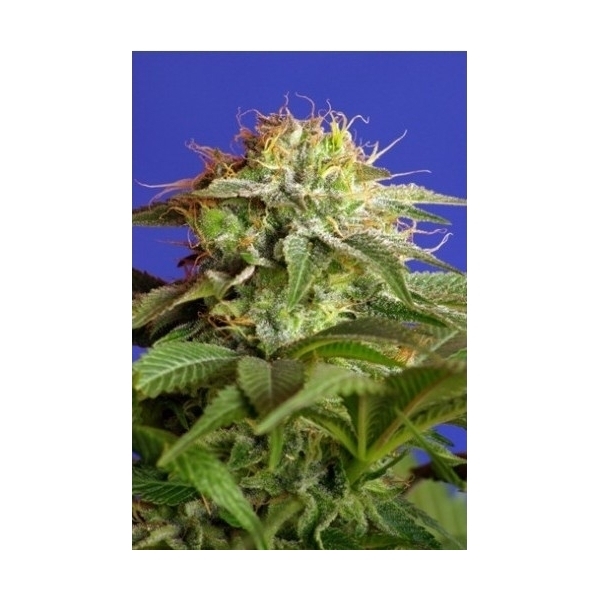 Green Poison (Sweet Seeds) Feminisoidut