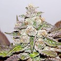 Mendocino x Purple Kush (Medical Seeds) Feminisoidut