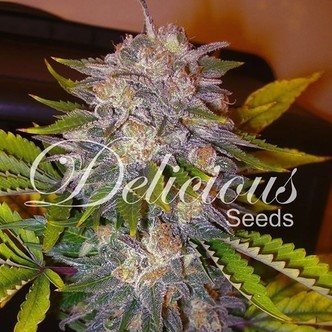 Caramelo (Delicious Seeds) feminisoidut