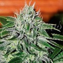 Critical Jack Herer (Delicious Seeds) Feminisoidut