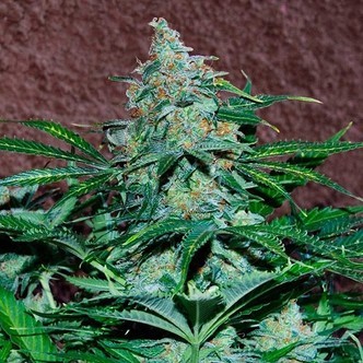 Amnesia Auto (World Of Seeds) feminisoidut kannabiksen siemenet